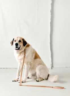 Women Imogene + Willie emil erwin x i+w dog leash