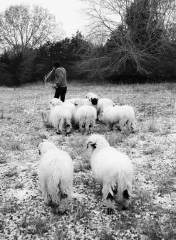 Imogene + Willie the fitzroy thermal lined sherpa